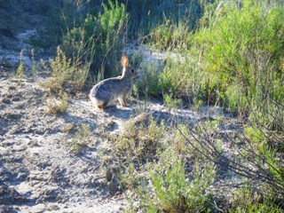 Cottontail